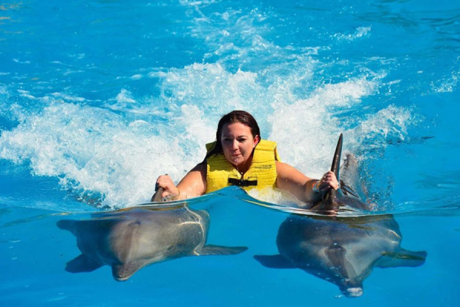 zen-tour-swimming-with-dolphin2