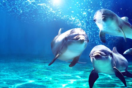 zen-tours-dolphin-house-trip